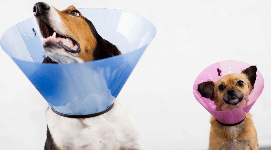 Should You Remove Dog Cone At Night