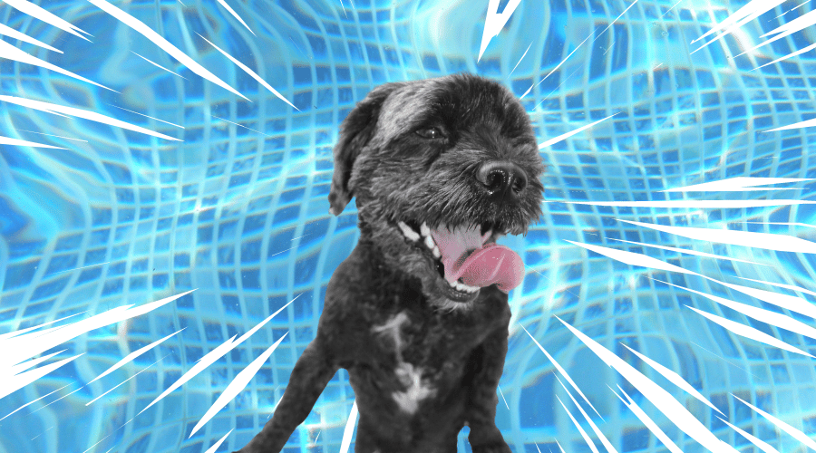 Why Do Dogs Zoom After a Bath