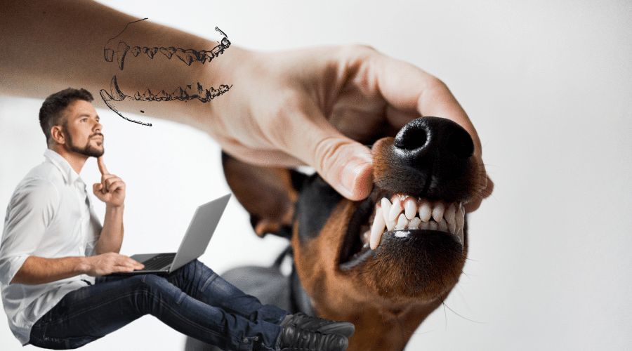 How Many Teeth Do Dogs Have