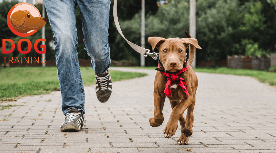 How Do You Train A Dog To Walk Beside You