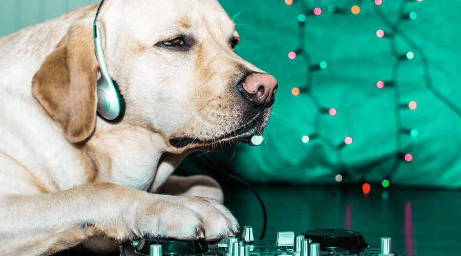 Dog DJ Can Dogs Understand Music