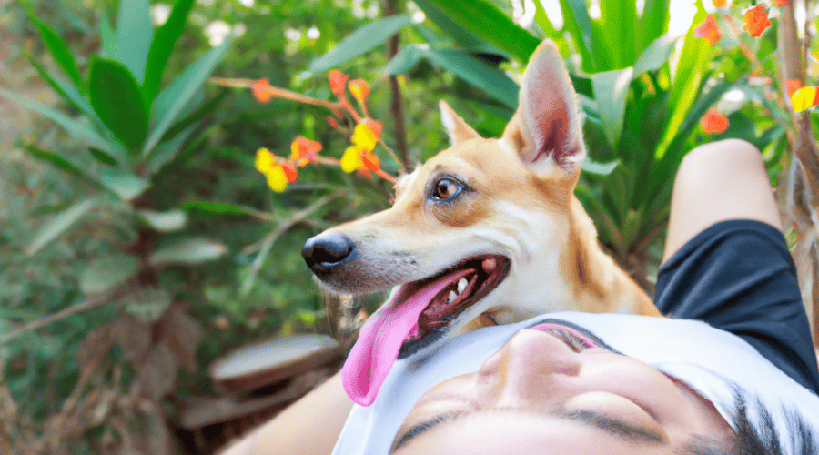 Dogs Lay On owner Stomach