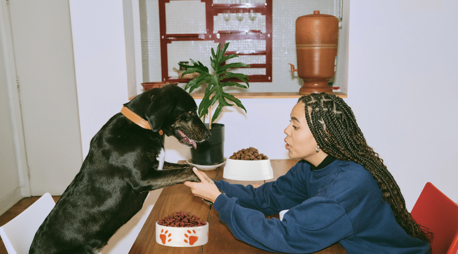 Ideal Amount Of Food For Your Puppy