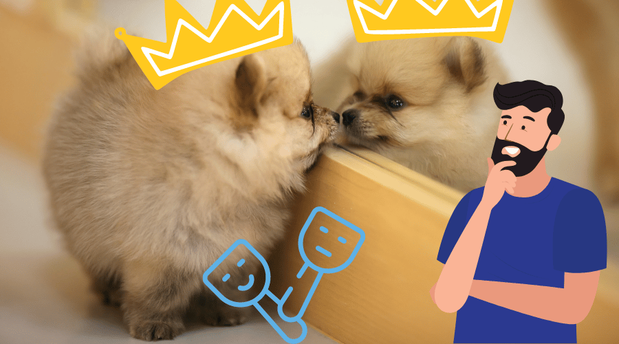 Is Your Dog A Narcissist
