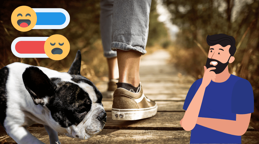 Dogs Identify Whether A Person Is Good Or Bad