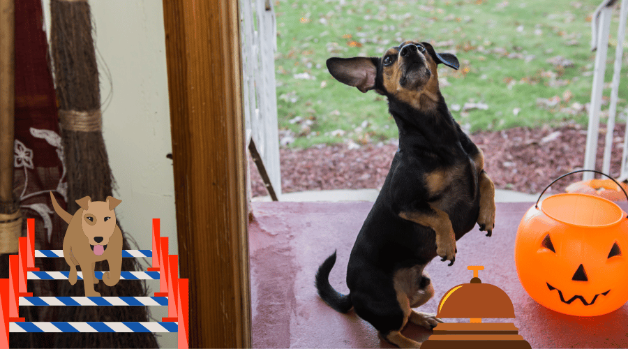 Psychological Tricks That Work On Dogs