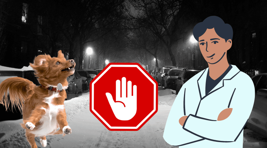 dogs bark and run after vehicle