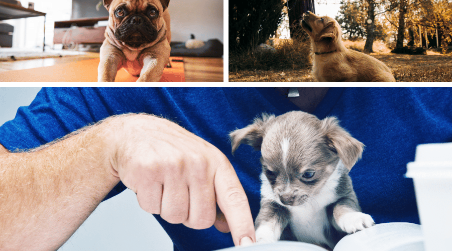 Puppy Training Stages